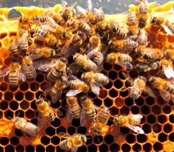 Re: Bienenstöcke im Oktober leer.