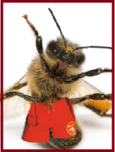 Re: Bienen ertrinken in Futtertasse
