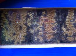 Re: Kaufen von Bienenbeuten