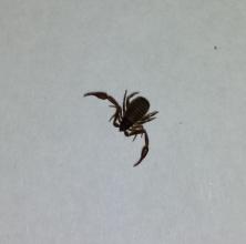 Re: Sehr interessante Erkenntnisse über den Bücherskorpion zur Varroabehandlung