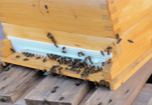 Re: Bienen Füttern