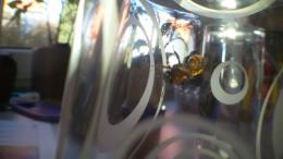 Welche Bienenart?