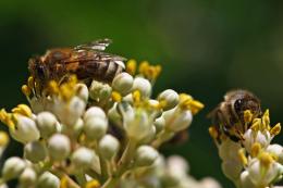 Silphium perfoliatum