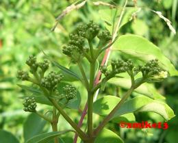 Bienenbaum / Euodia hupehensis