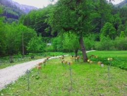 Belegstelle Bodinggraben im NP Kalkalpen in OÖ