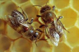 Vergleich Bienenlaus - Varroamilbe
