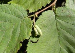 Haselstrauch im Herbst