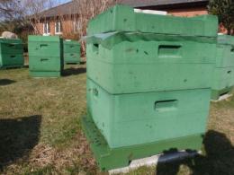 In dieser Woche sind auch hier im Norden Deutschlands die Bienen geflogen.