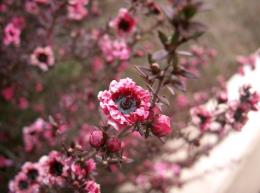 "Unbekannte" Blüte
