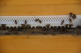 Bienenflug am 31.12.2012