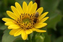 Silphium perfoliatum