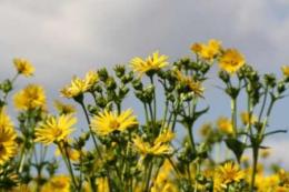 Silphium perfoliatum