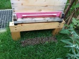 Tote Bienen beim Flugloch