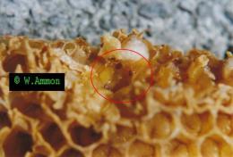 Ist das Bannwabenverfahren gegen die Varroa hilfreich?