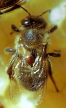 Vergleich Bienenlaus - Varroamilbe