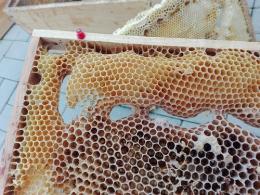 Naturbau oder Pfusch am Waben-Bau?