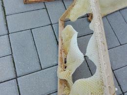 Naturbau oder Pfusch am Waben-Bau?