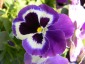 Bild von Beeny
