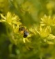 Bild von faulerwilli