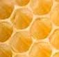 Bild von Bienenfreund87