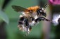 Bild von Brummer