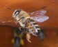 Bild von Bienenberti